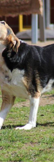 Boris – Mischling, Männchen, 9 Jahre, 65520 Bad Camberg – Foto 19