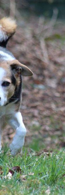 Boris – Mischling, Männchen, 9 Jahre, 65520 Bad Camberg – Foto 20