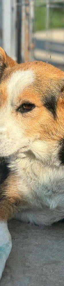 Boris – Mischling, Männchen, 9 Jahre, 65520 Bad Camberg – Foto 21