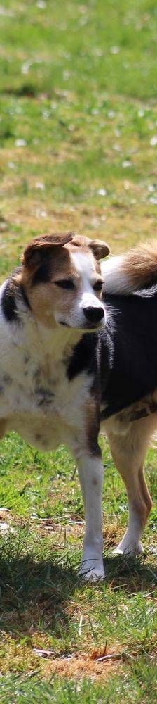 Boris – Mischling, Männchen, 9 Jahre, 65520 Bad Camberg – Foto 23
