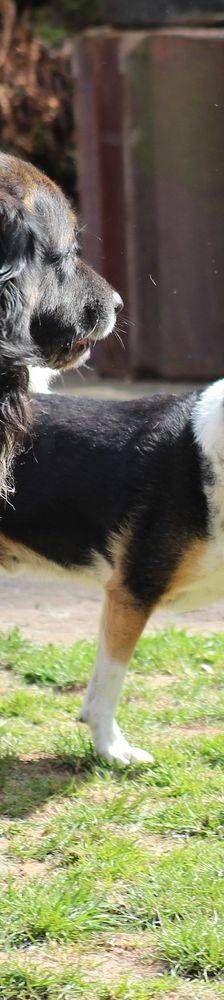 Boris – Mischling, Männchen, 9 Jahre, 65520 Bad Camberg – Foto 24