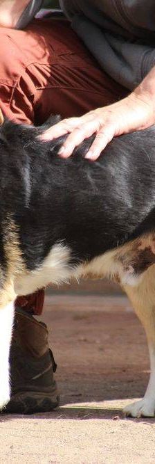 Boris – Mischling, Männchen, 9 Jahre, 65520 Bad Camberg – Foto 4