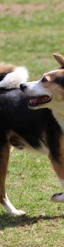 Boris – Mischling, Männchen, 9 Jahre, 65520 Bad Camberg – Foto 5