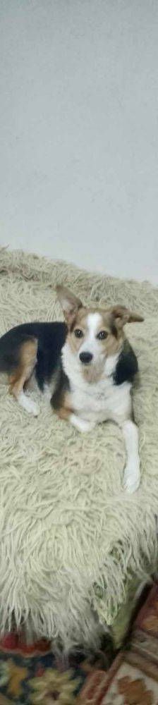 Boris – Mischling, Männchen, 9 Jahre, 65520 Bad Camberg – Foto 6