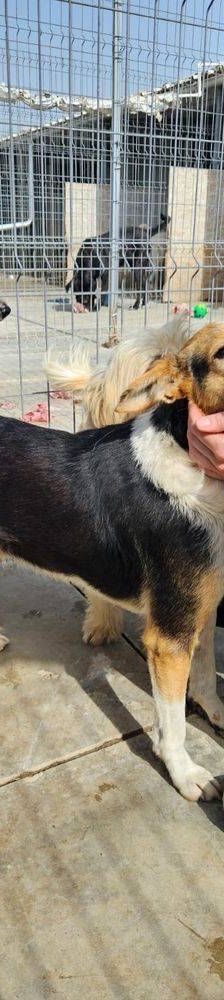 Boris – Mischling, Männchen, 9 Jahre, 65520 Bad Camberg – Foto 7
