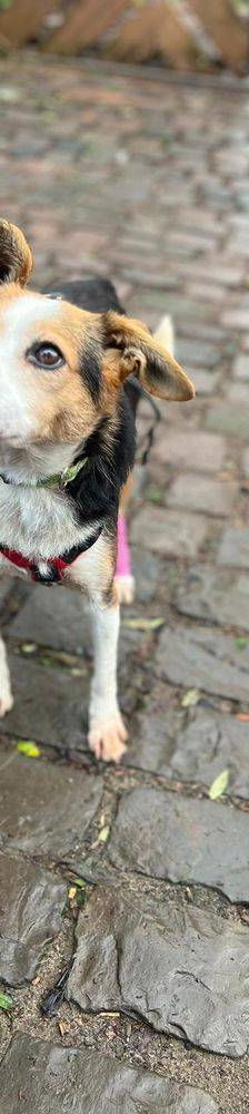 Boris – Mischling, Männchen, 9 Jahre, 65520 Bad Camberg – Foto 8