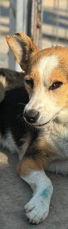 Boris – Mischling, Männchen, 9 Jahre, 65520 Bad Camberg – Foto 9