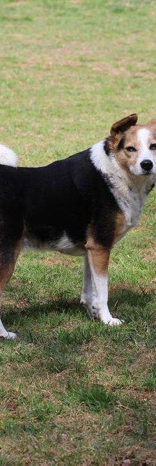 Boris – Mischling, Männchen, 9 Jahre, 65520 Bad Camberg – Foto 10