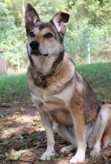 Feli – Mischling, Weibchen, 10 Jahre, 97074 Würzburg – Foto 1