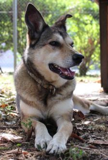 Feli – Mischling, Weibchen, 10 Jahre, 97074 Würzburg – Foto 2