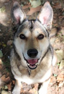 Feli – Mischling, Weibchen, 10 Jahre, 97074 Würzburg – Foto 4
