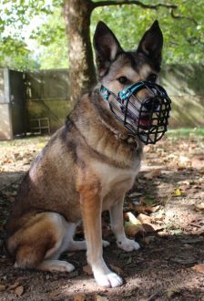 Feli – Mischling, Weibchen, 10 Jahre, 97074 Würzburg – Foto 5