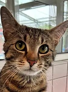 Schreihals – EKH, Männchen, 1 Jahr, 90537 Feucht – Foto 1