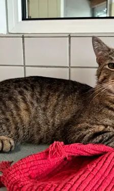 Schreihals – EKH, Männchen, 1 Jahr, 90537 Feucht – Foto 2