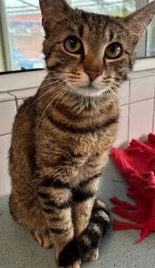 Schreihals – EKH, Männchen, 1 Jahr, 90537 Feucht – Foto 3