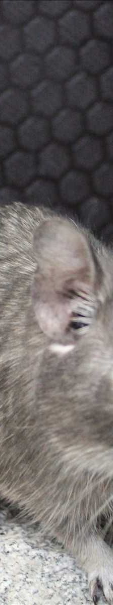 GANDOLFINE – Degu, Weibchen, 4 Jahre, 81829 München – Foto 1