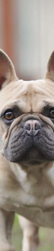 Cody – Französische Bulldogge, Männchen, 3 Jahre 7 Monate, 13057 Berlin – Foto 1