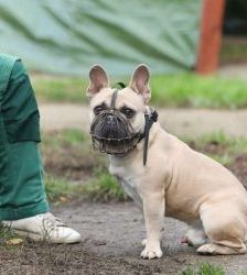 Cody – Französische Bulldogge, Männchen, 3 Jahre 7 Monate, 13057 Berlin – Foto 2
