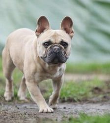 Cody – Französische Bulldogge, Männchen, 3 Jahre 7 Monate, 13057 Berlin – Foto 3