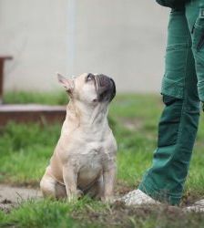 Cody – Französische Bulldogge, Männchen, 3 Jahre 7 Monate, 13057 Berlin – Foto 4