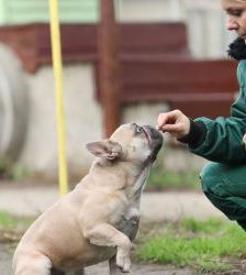 Cody – Französische Bulldogge, Männchen, 3 Jahre 7 Monate, 13057 Berlin – Foto 5