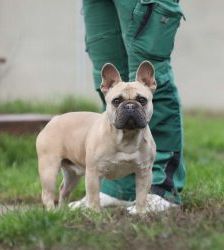 Cody – Französische Bulldogge, Männchen, 3 Jahre 7 Monate, 13057 Berlin – Foto 6