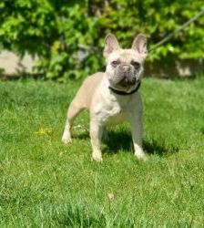 Cody – Französische Bulldogge, Männchen, 3 Jahre 7 Monate, 13057 Berlin – Foto 7