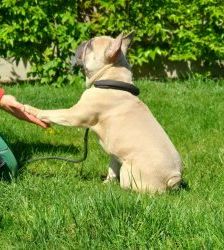 Cody – Französische Bulldogge, Männchen, 3 Jahre 7 Monate, 13057 Berlin – Foto 8
