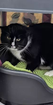 Peter – EKH, Männchen, Alter unbekannt, 26389 Wilhelmshaven – Foto 4