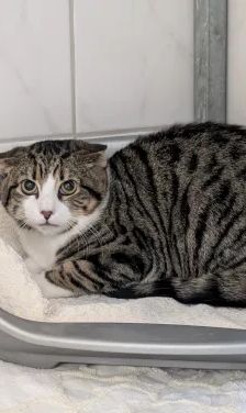 Kasper – EKH, Männchen, Alter unbekannt, 26389 Wilhelmshaven – Foto 1