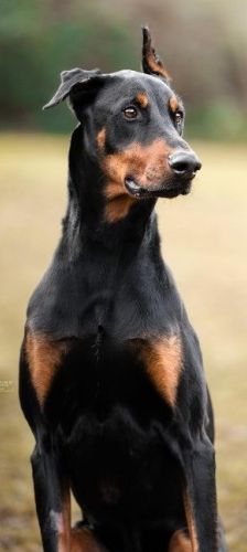 Zorba – Dobermann, Männchen, 1 Jahr 11 Monate, 70195 Stuttgart-Botnang – Foto 1