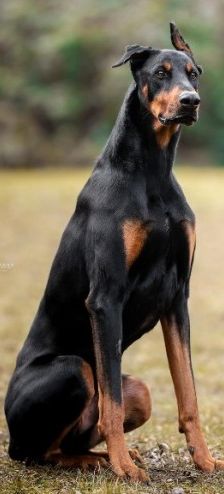 Zorba – Dobermann, Männchen, 1 Jahr 11 Monate, 70195 Stuttgart-Botnang – Foto 2