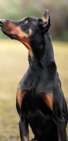 Zorba – Dobermann, Männchen, 1 Jahr 11 Monate, 70195 Stuttgart-Botnang – Foto 3