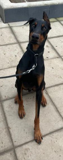 Zorba – Dobermann, Männchen, 1 Jahr 11 Monate, 70195 Stuttgart-Botnang – Foto 4