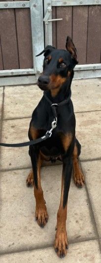 Zorba – Dobermann, Männchen, 1 Jahr 11 Monate, 70195 Stuttgart-Botnang – Foto 5