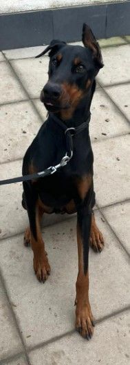 Zorba – Dobermann, Männchen, 1 Jahr 11 Monate, 70195 Stuttgart-Botnang – Foto 6