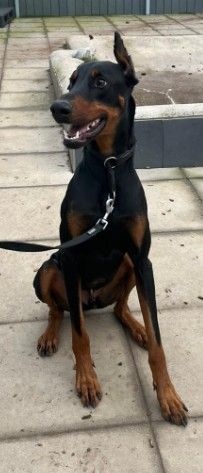 Zorba – Dobermann, Männchen, 1 Jahr 11 Monate, 70195 Stuttgart-Botnang – Foto 7