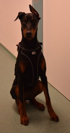 Zorba – Dobermann, Männchen, 1 Jahr 11 Monate, 70195 Stuttgart-Botnang – Foto 8