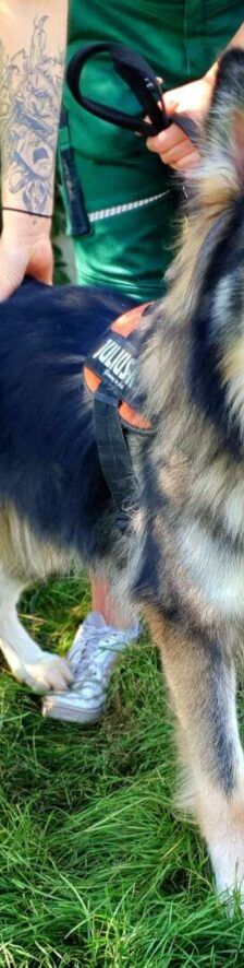 Jon Boy – Schäferhund-Mix, Männchen, 6 Jahre, 13057 Berlin – Foto 1