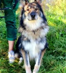 Jon Boy – Schäferhund-Mix, Männchen, 6 Jahre, 13057 Berlin – Foto 2