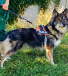 Jon Boy – Schäferhund-Mix, Männchen, 6 Jahre, 13057 Berlin – Foto 3
