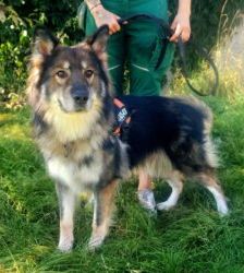 Jon Boy – Schäferhund-Mix, Männchen, 6 Jahre, 13057 Berlin – Foto 4