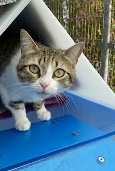 Nofretete – EKH, Weibchen, 3 Jahre 3 Monate, 90537 Feucht – Foto 2