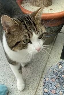 Nofretete – EKH, Weibchen, 3 Jahre 3 Monate, 90537 Feucht – Foto 3