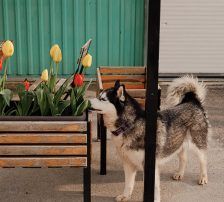 Astra – Husky-Mischling, Weibchen, 6 Jahre 5 Monate, Nordic Strays e.V. – Foto 11