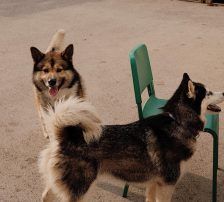 Astra – Husky-Mischling, Weibchen, 6 Jahre 5 Monate, Nordic Strays e.V. – Foto 12