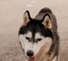 Astra – Husky-Mischling, Weibchen, 6 Jahre 5 Monate, Nordic Strays e.V. – Foto 13
