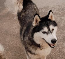 Astra – Husky-Mischling, Weibchen, 6 Jahre 5 Monate, Nordic Strays e.V. – Foto 14