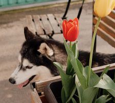 Astra – Husky-Mischling, Weibchen, 6 Jahre 5 Monate, Nordic Strays e.V. – Foto 15