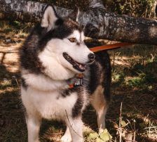 Astra – Husky-Mischling, Weibchen, 6 Jahre 5 Monate, Nordic Strays e.V. – Foto 16